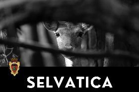 Selvatica- La natura attraverso gli occhi delle donne